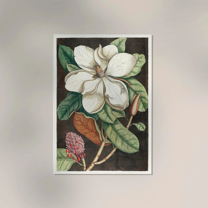 Laurel Tree and Magnolia Altissima Poster – Botanical Art Prints Handcrafted Berlin — Ansicht 2