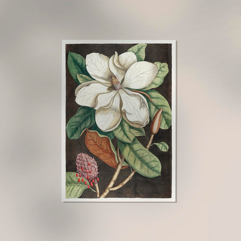 Laurel Tree and Magnolia Altissima Poster – Botanische Kunstdrucke handgefertigt Berlin — Ansicht 2