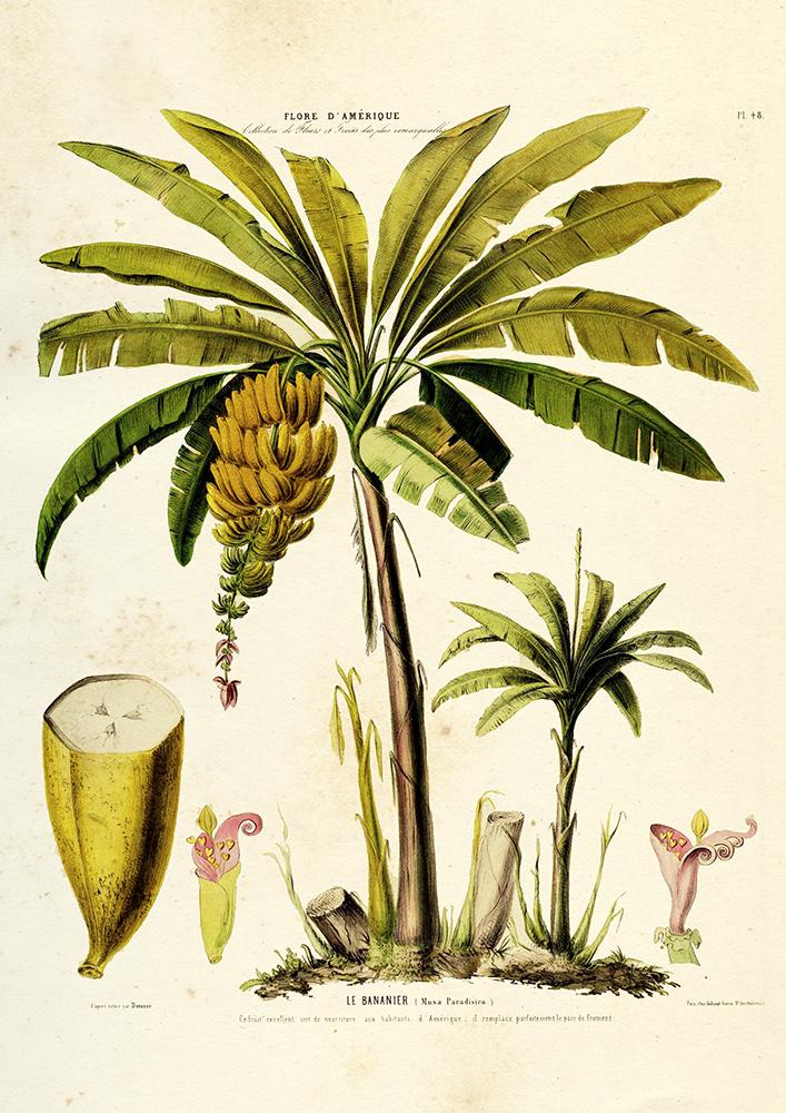 Le Bananier Vintage Poster – Botanisches Design, Fine Art Druck — Ansicht 3