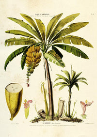 Le Bananier Vintage Poster – Botanisches Design, Fine Art Druck — Ansicht 3