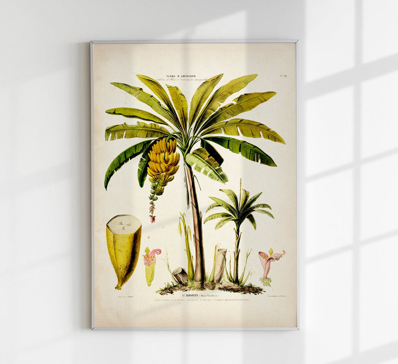 Le Bananier Vintage Poster – Botanisches Design, Fine Art Druck — Patroa Studio