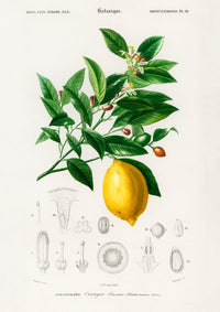 Vintage Lemon Fruit Poster – Fine Art Print Küchenkunst — Ansicht 4