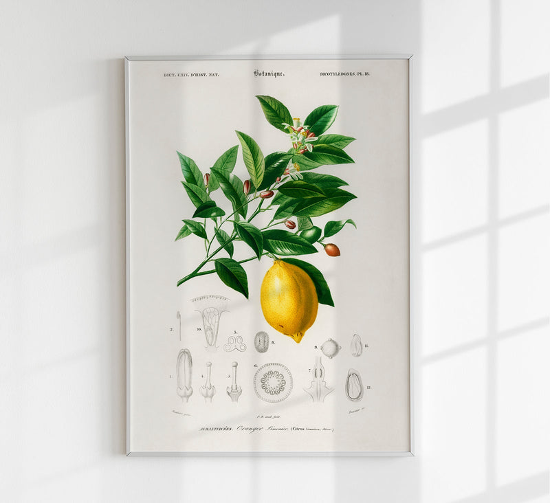 Vintage Lemon Fruit Poster – Fine Art Print Küchenkunst — Patroa Studio
