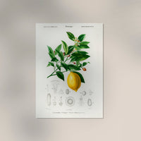 Vintage Lemon Fruit Poster – Fine Art Print Küchenkunst — Ansicht 3