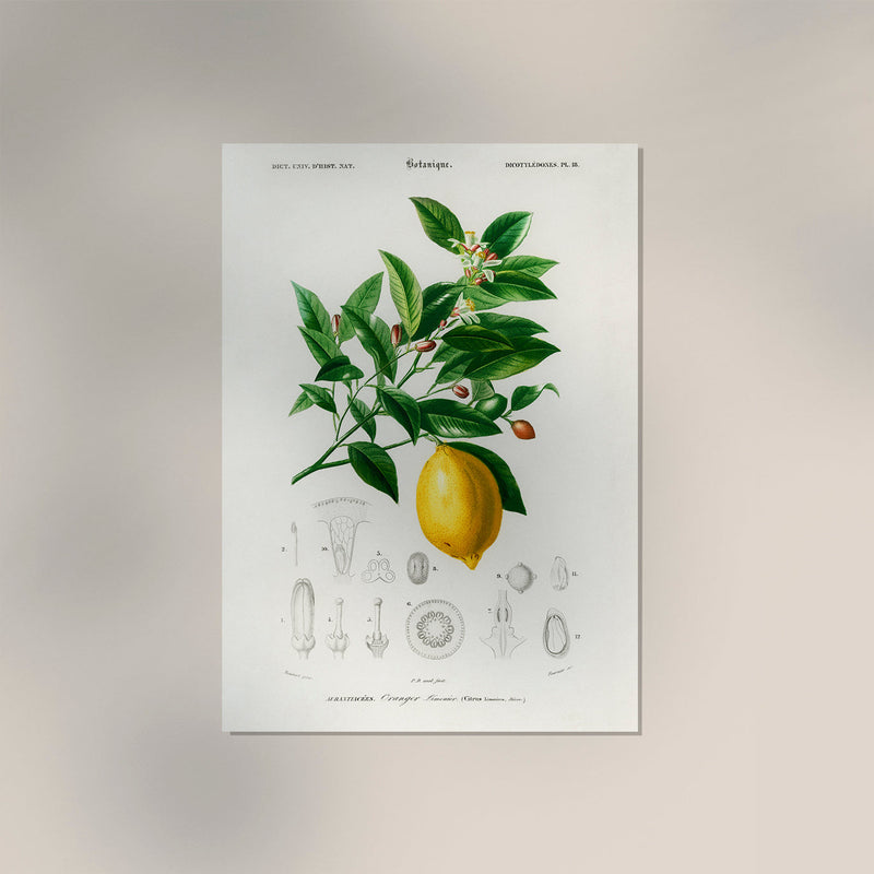 Vintage Lemon Fruit Poster – Fine Art Print Küchenkunst — Ansicht 3