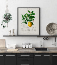 Vintage Lemon Fruit Poster – Fine Art Print Küchenkunst — Ansicht 2