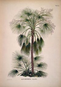 Livistona Humilis Tree Vintage Poster – Botanisch | Vintage | Palmenkunst — Ansicht 3
