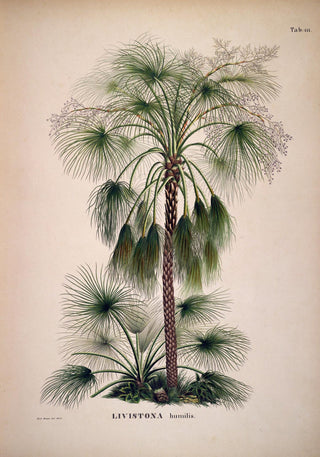 Livistona Humilis Tree Vintage Poster – Botanisch | Vintage | Palmenkunst