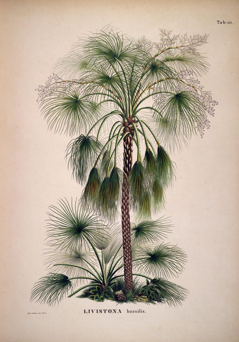 Livistona Humilis Tree Vintage Poster – Botanisch | Vintage | Palmenkunst — Ansicht 3