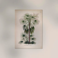 Livistona Humilis Tree Vintage Poster – Botanisch | Vintage | Palmenkunst — Ansicht 2