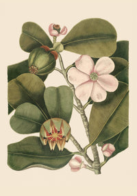 Balsam Tree Flower Poster - Vintage Botanical Illustration Fine Art Print UV-Resistant — Ansicht 3