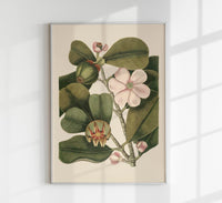 Balsam Tree Flower Poster - Vintage Botanical Illustration Fine Art Print UV-Resistant — Ansicht 1