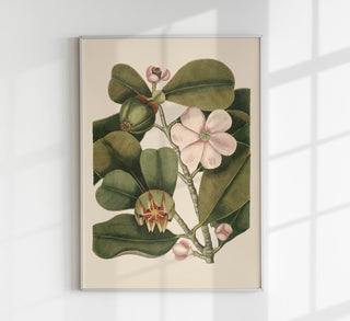 Balsam Tree Flower Poster – Vintage Botanical Illustration | Fine Art Print | UV‑resistent