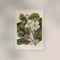Balsam Tree Flower Poster - Vintage Botanical Illustration Fine Art Print UV-Resistant — Ansicht 2