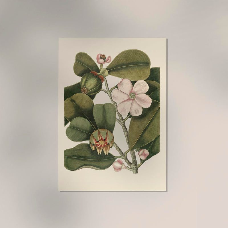 Balsam Tree Flower Poster - Vintage Botanical Illustration Fine Art Print UV-Resistant — Ansicht 2