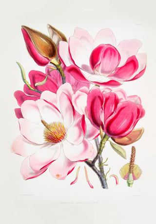 Pink Magnolia Flower Poster – Fine Art Paper | Canvas | UV‑archivfest