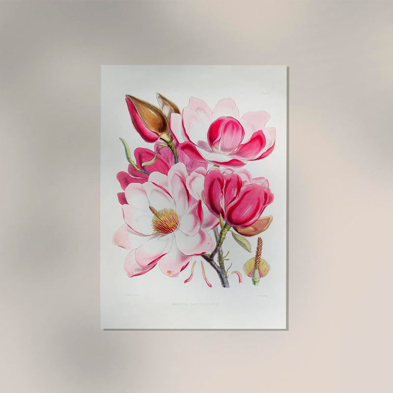 Pink Magnolia Flower Poster – Fine Art Paper | Canvas | UV-archivfest — Ansicht 2
