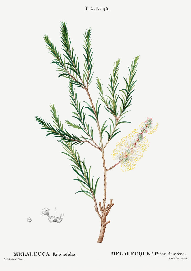 Melaleuca Aromatic Plant Poster – Fine Art Paper, Canvas oder UV-archivfest — Ansicht 3