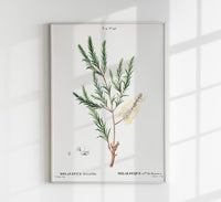 Melaleuca Aromatic Plant Poster – Fine Art Paper, Canvas oder UV-archivfest — Ansicht 1
