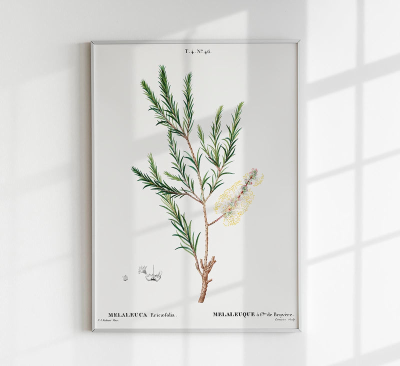 Melaleuca Aromatic Plant Poster – Fine Art Paper, Canvas oder UV-archivfest — Patroa Studio