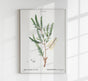Melaleuca Aromatic Plant Poster – Fine Art Paper, Canvas oder UV-archivfest
