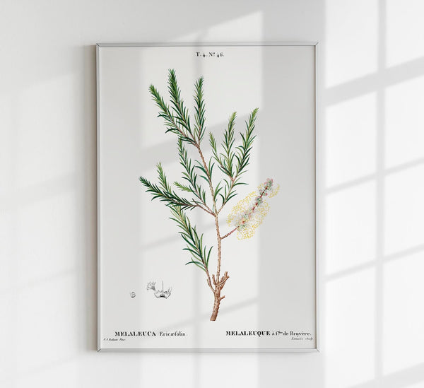 Melaleuca Aromatic Plant Poster – Fine Art Paper, Canvas, or UV-Archival