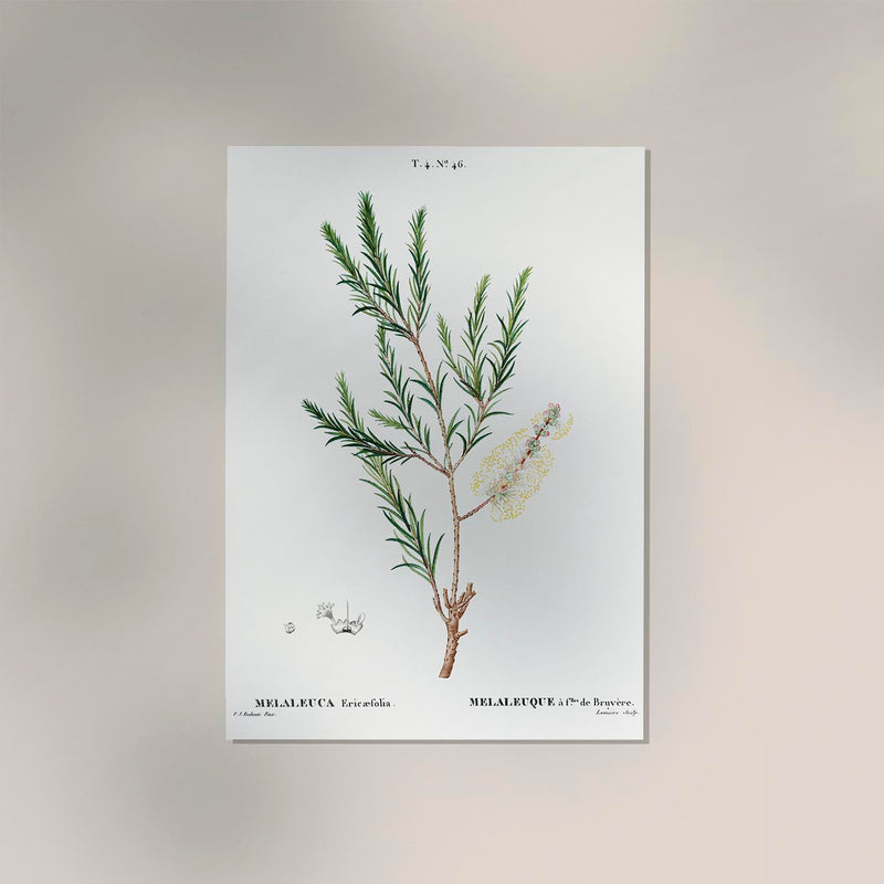 Melaleuca Aromatic Plant Poster – Fine Art Paper, Canvas oder UV-archivfest — Ansicht 2