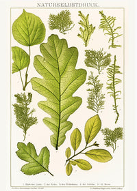 Plant Leaves Collage – Fine Art Print Botanische Abstraktion von Patroa Studio — Ansicht 3