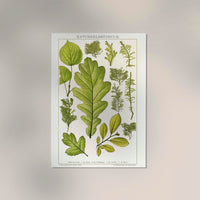 Plant Leaves Collage – Fine Art Print Botanische Abstraktion von Patroa Studio — Ansicht 2
