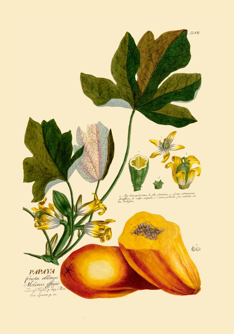 Papaya Vintage Poster – Fine Art Druck Patroa Studio — Ansicht 3
