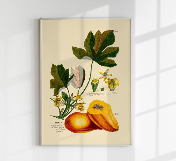 Papaya Vintage Poster – Fine Art Print Patroa Studio