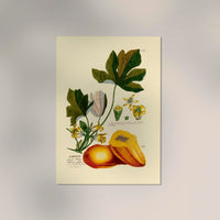 Papaya Vintage Poster – Fine Art Druck Patroa Studio — Ansicht 2
