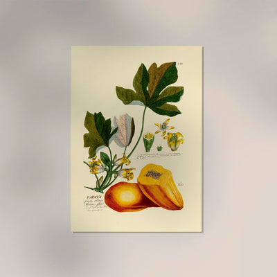 Papaya Vintage Poster – Fine Art Print Patroa Studio