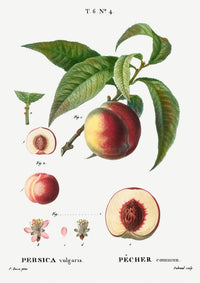 Peach Persica Comum Vintage Poster – Pfirsich Fine Art Canvas — Ansicht 3
