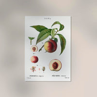 Peach Persica Comum Vintage Poster – Pfirsich Fine Art Canvas — Ansicht 2