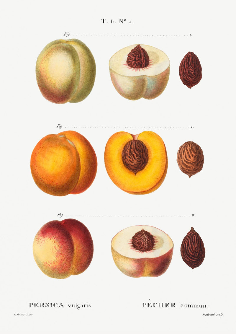 Peach Persica Vulgaris Chart – Botanisch Wandbild Fine Art Canvas — Ansicht 3
