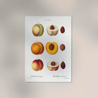 Peach Persica Vulgaris Chart – Botanisch Wandbild Fine Art Canvas — Ansicht 2