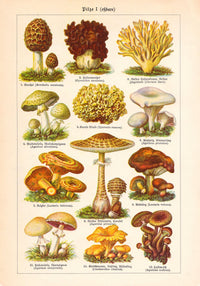 Vintage Mushrooms Chart I – Kunstdruck Pilze Botanik — Ansicht 3