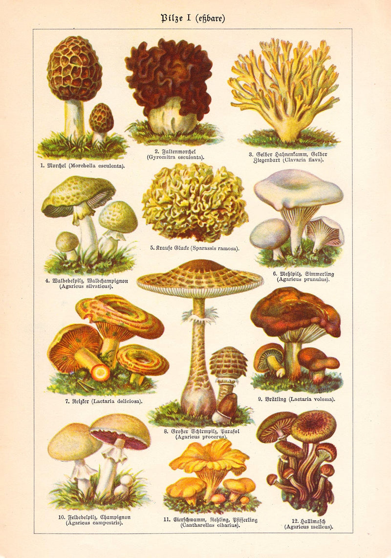 Vintage Mushrooms Chart I – Kunstdruck Pilze Botanik — Ansicht 3