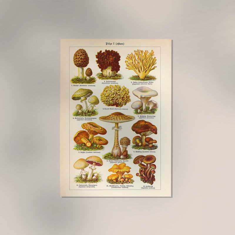 Vintage Mushrooms Chart I – Kunstdruck Pilze Botanik — Ansicht 2