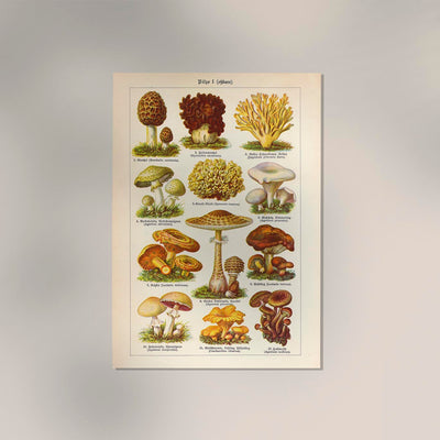 Vintage Mushrooms Chart I – Kunstdruck Pilze Botanik