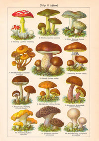 Vintage Mushrooms Chart II – Pilze II Kunstdruck Chromolithographie — Ansicht 3