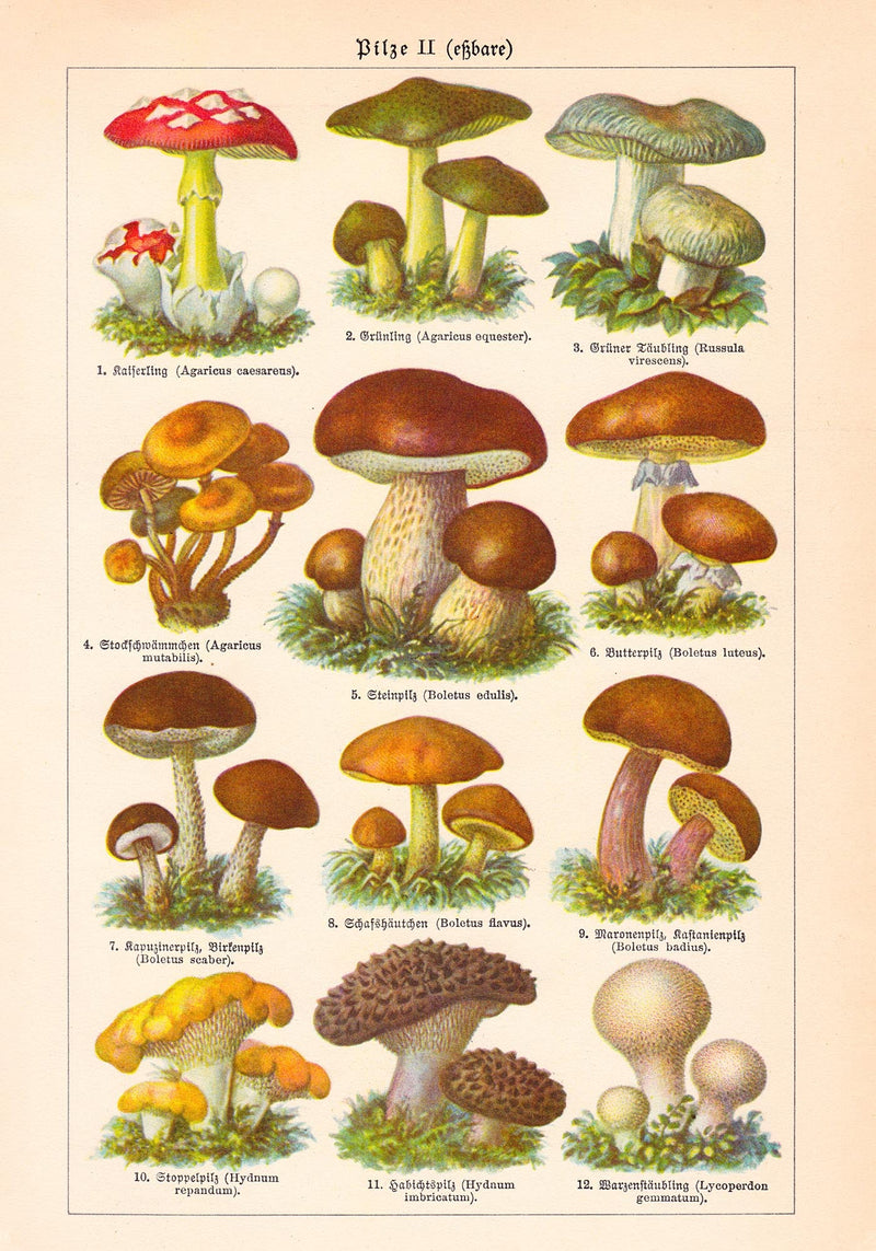 Vintage Mushrooms Chart II – Pilze II Kunstdruck Chromolithographie — Ansicht 3
