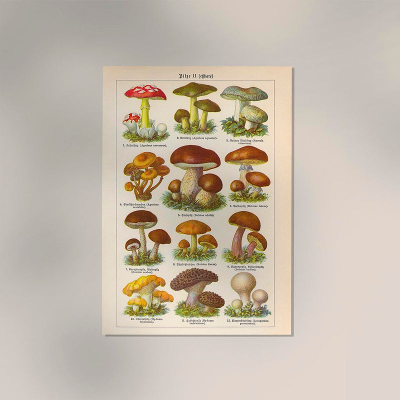 Vintage Mushrooms Chart II – Pilze II Kunstdruck Chromolithographie — Ansicht 2