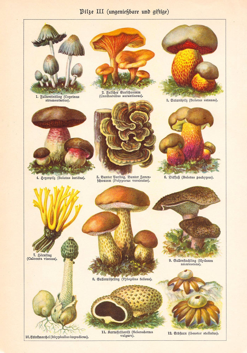 Vintage Mushrooms Chart III – Pilze III Kunstdruck — Ansicht 3