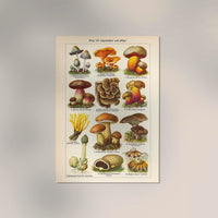 Vintage Mushrooms Chart III – Pilze III Kunstdruck — Ansicht 2