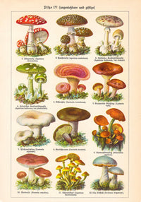 Vintage Mushrooms Chart IV – Botanische Illustration Fine Art Print Pilzposter — Ansicht 3