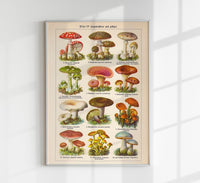 Vintage Mushrooms Chart IV – Botanische Illustration Fine Art Print Pilzposter — Ansicht 1