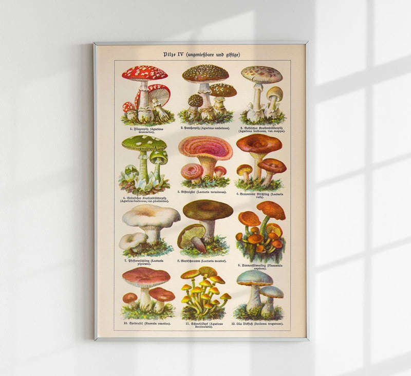 Vintage Mushrooms Chart IV – Botanische Illustration Fine Art Print Pilzposter — Patroa Studio
