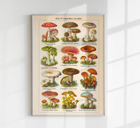 Vintage Mushrooms Chart IV – Botanische Illustration Fine Art Print Pilzposter — Ansicht 1